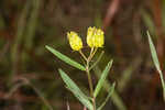 Savannah milkweed